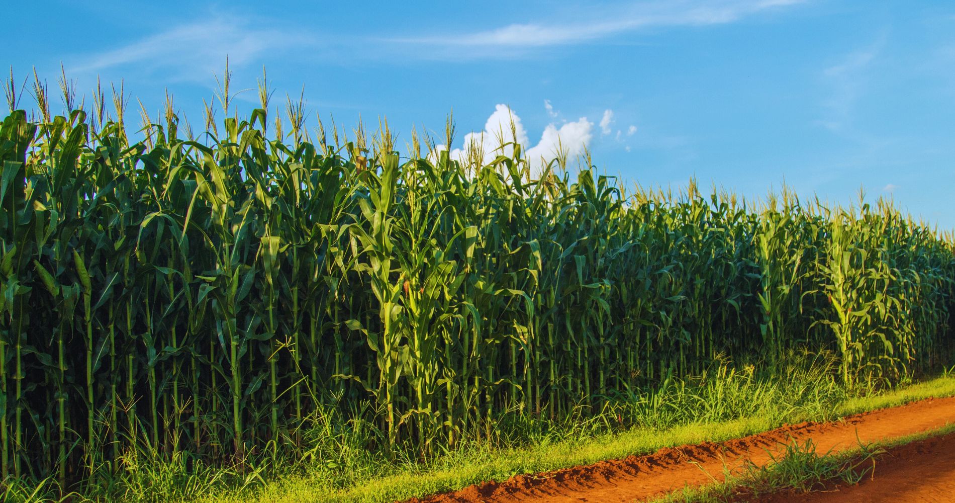 Transformando o Brasil em Líder de Sustentabilidade Global