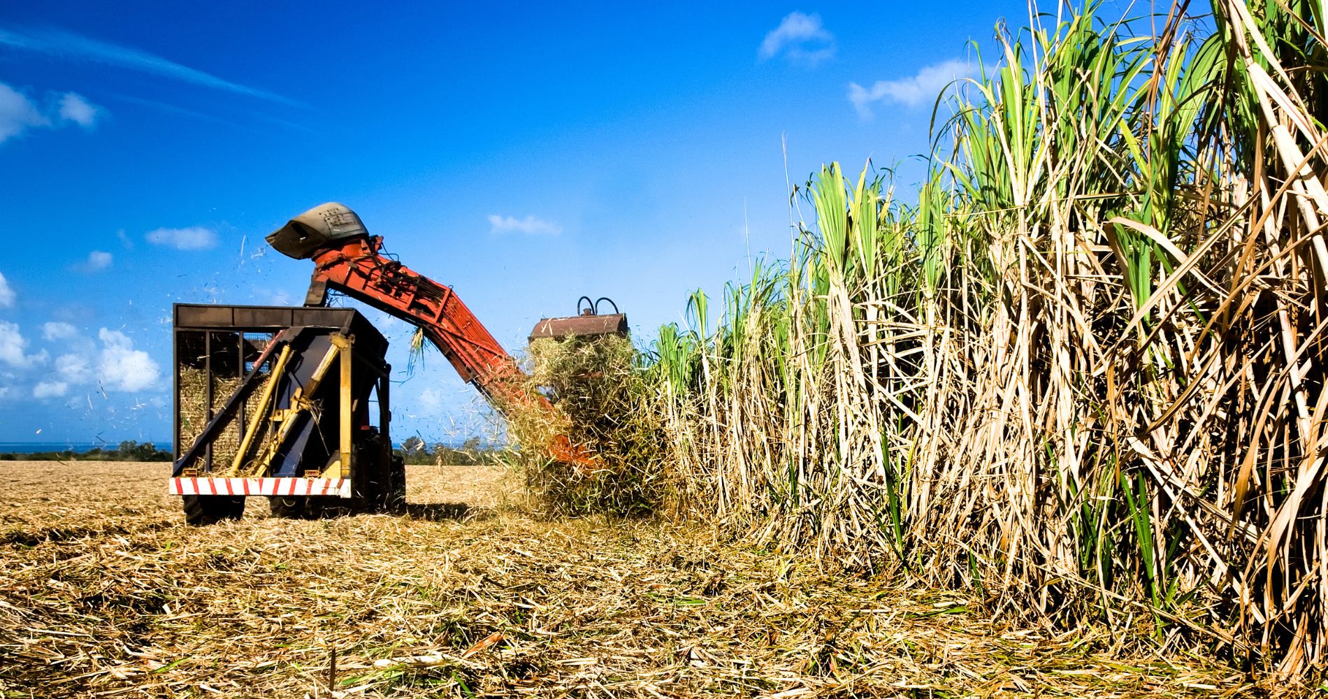 Avanços tecnológicos e sustentáveis da biomassa no Brasil
