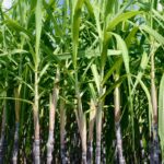 Brasil Aposta em Biocombustíveis: Projeções e Desafios para a Próxima Década