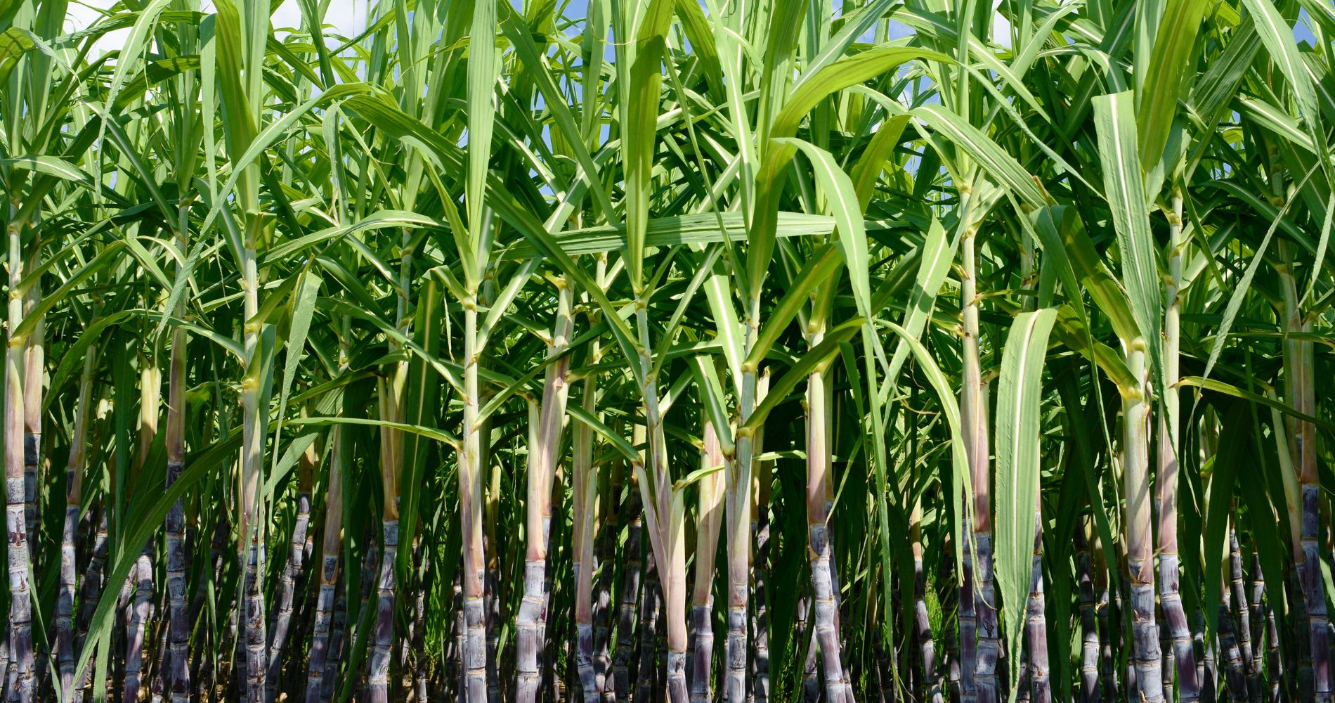 Brasil Aposta em Biocombustíveis: Projeções e Desafios para a Próxima Década