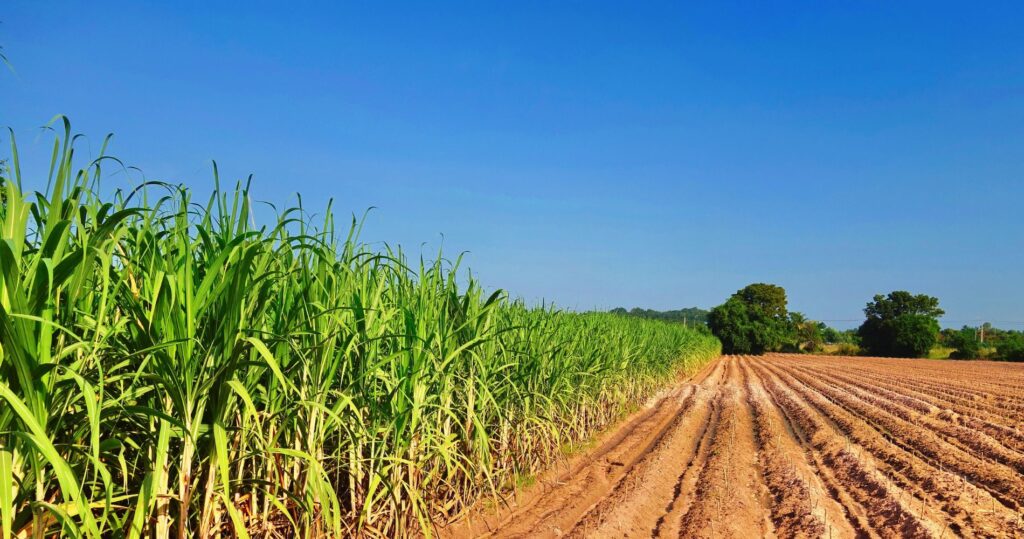 Crescimento global de biogás e biometano: tendências de produção e políticas públicas