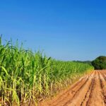 Crescimento global de biogás e biometano: tendências de produção e políticas públicas