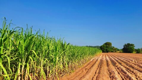 Crescimento global de biogás e biometano: tendências de produção e políticas públicas